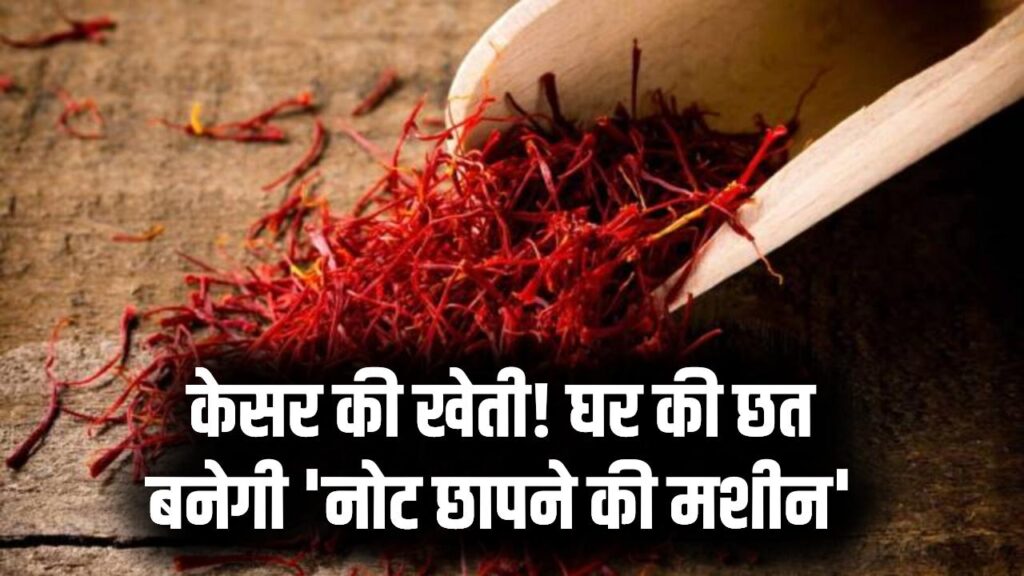 Kesar Farming: घर की छत पर केसर उगाकर बनें करोड़पति! सिर्फ 100 गज जमीन से होगी लाखों की कमाई, जानें 'लाल सोने' का बिजनेस