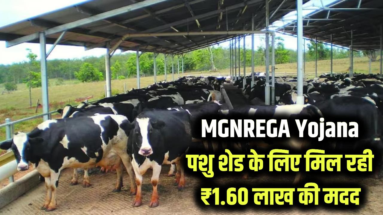 Mgnrega Pashu Shed Yojana: मनरेगा से ₹1.60 लाख की मदद! पशुपालकों को शेड बनाने के लिए मिल रही सरकारी सहायता